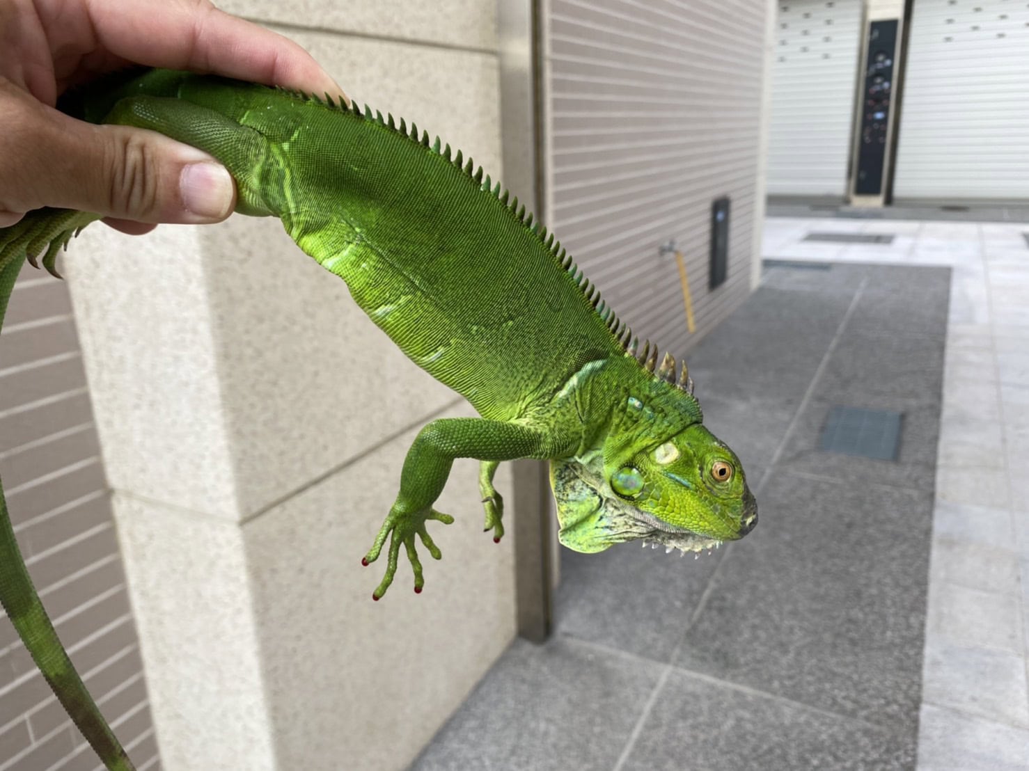 綠鬣蜥